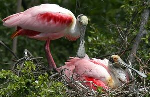 Roseate Spoonbill
