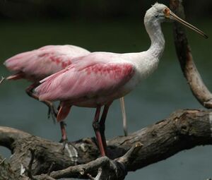 Roseate Spoonbill