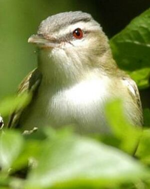 Red-eyed Vireo 
&copy; Jean-Philippe Paris