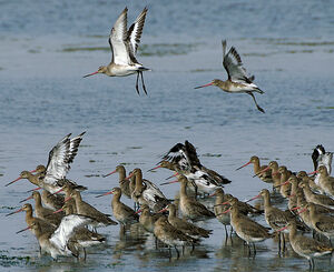 Black-tailed Godwit