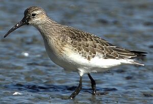 Curlew Sandpiper 
&copy; Jean-Pierre Boussard
