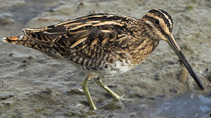 Common Snipe 
&copy; Jean-Pierre Boussard