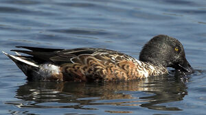 Canard souchet