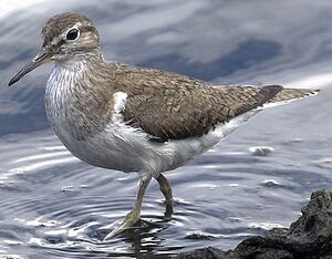 Common Sandpiper