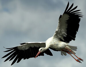 White Stork