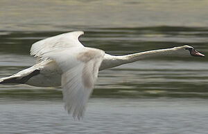 Cygne tubercul�