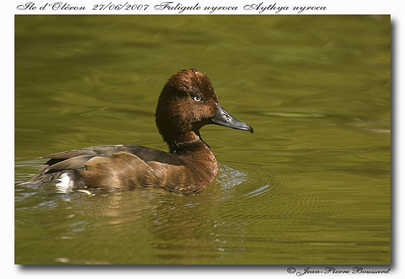 Ferruginous Duck male adult breeding