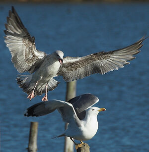 Yellow-legged Gull
