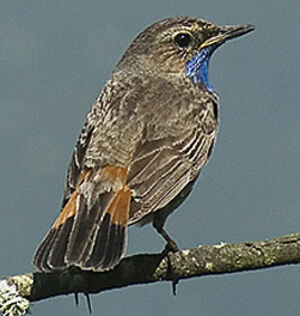 Bluethroat 
&copy; Jean-Pierre Boussard