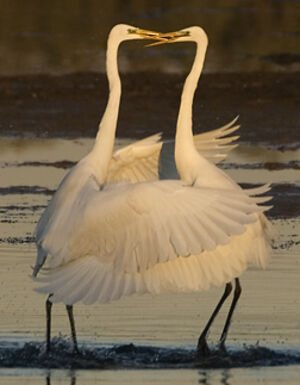 Western Great Egret