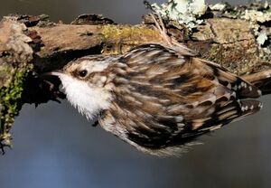 Short-toed Treecreeper 
&copy; Jean-Pierre Boussard