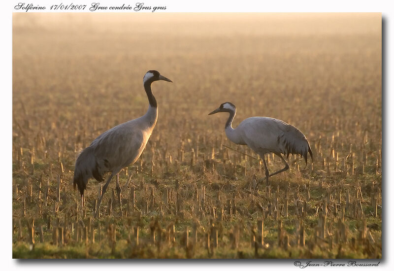 Common Crane adult post breeding
