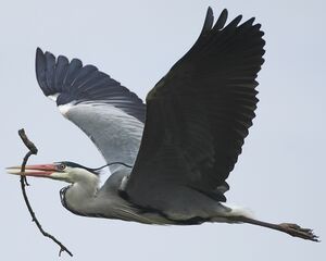Grey Heron 
&copy; Jean-Pierre Boussard