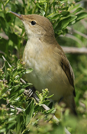 Hypola�s polyglotte