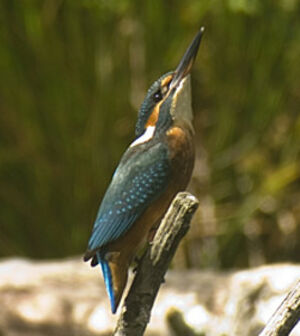 Common Kingfisher 
&copy; Jean-Pierre Boussard