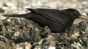Merle noir 
&copy; Jean-Pierre Boussard