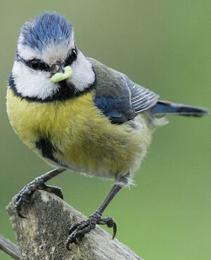 Eurasian Blue Tit