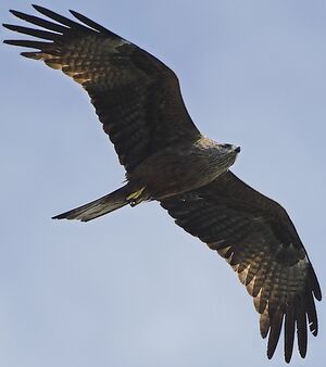 Black Kite 
&copy; Jean-Pierre Boussard