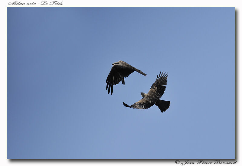 Black Kite, Flight, Behaviour