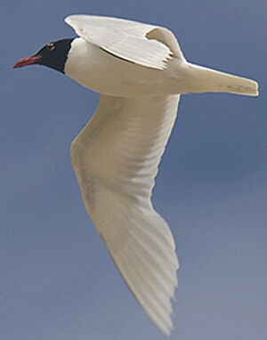 Mouette m�lanoc�phale