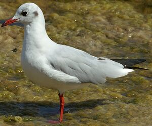Mouette rieuse