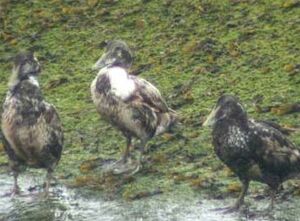 Common Eider