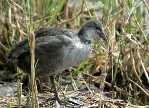 Eurasian Coot