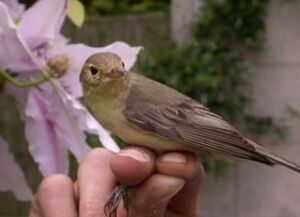 Icterine Warbler