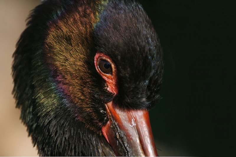 Cigogne noire