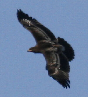 Aigle criard