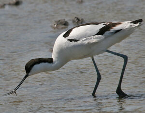 Avocette �l�gante 
&copy; Jean-Pierre Trouillas