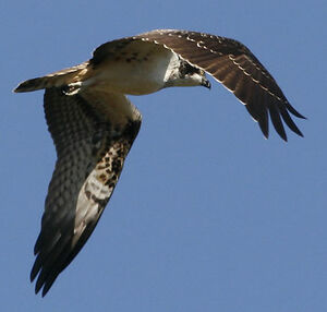 Western Osprey 
&copy; Jean-Pierre Trouillas