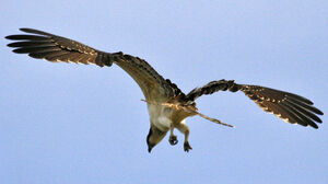 Western Osprey 
&copy; Jean-Pierre Trouillas