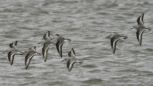 Sanderling 
&copy; Jean-Pierre Trouillas