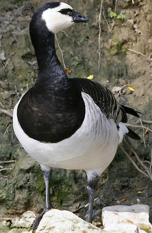 Barnacle Goose