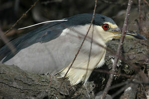 Black-crowned Night Heron