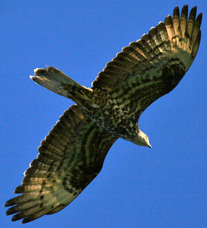 European Honey Buzzard 
&copy; Jean-Pierre Trouillas