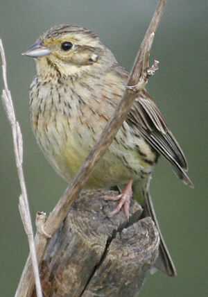 Cirl Bunting 
&copy; Jean-Pierre Trouillas