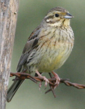 Cirl Bunting 
&copy; Jean-Pierre Trouillas