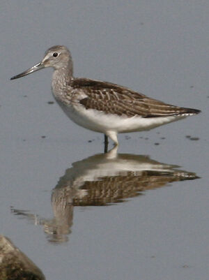 Common Greenshank 
&copy; Jean-Pierre Trouillas
