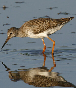 Common Redshank 
&copy; Jean-Pierre Trouillas