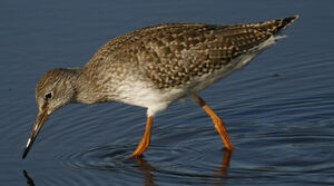 Common Redshank 
&copy; Jean-Pierre Trouillas