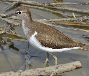 Common Sandpiper 
&copy; Jean-Pierre Trouillas