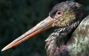 Cigogne noire 
&copy; Jean-Pierre Trouillas