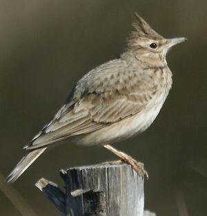 Cochevis hupp� 
&copy; Jean-Pierre Trouillas