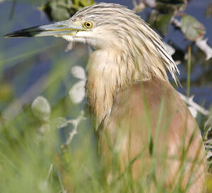 Squacco Heron