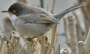 Sardinian Warbler 
&copy; Jean-Pierre Trouillas
