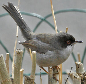 Sardinian Warbler 
&copy; Jean-Pierre Trouillas