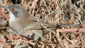 Sardinian Warbler 
&copy; Jean-Pierre Trouillas