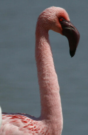 Flamant nain